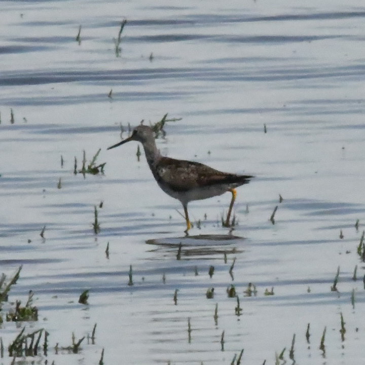 Photo Pitotoy Grande