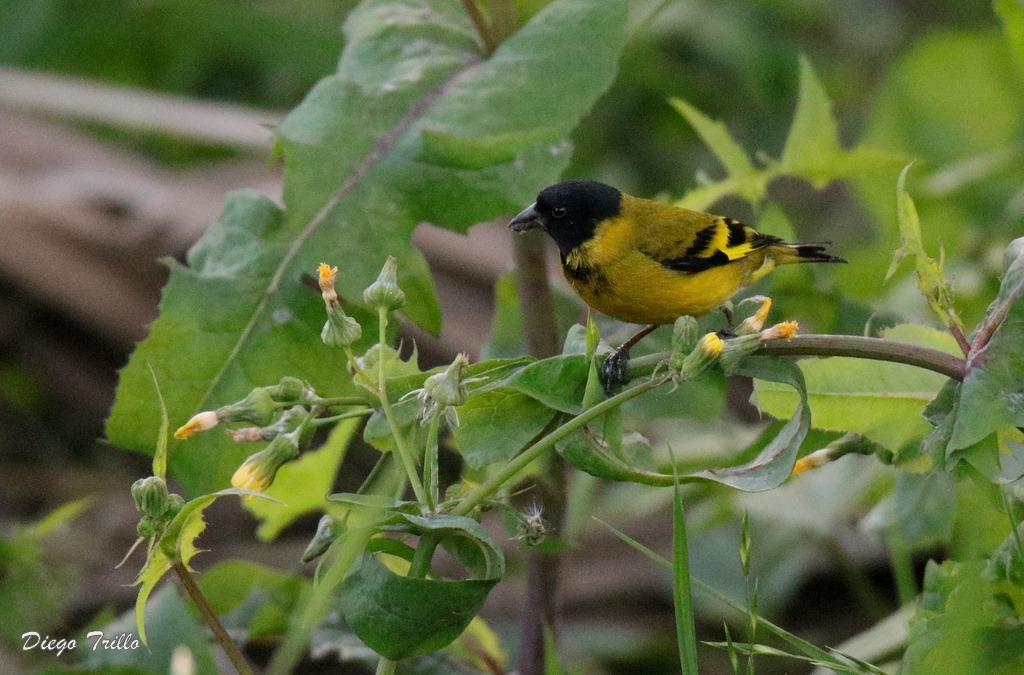 Foto Cabecitanegra Común