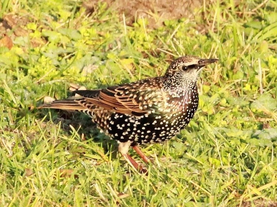Foto Estornino Pinto