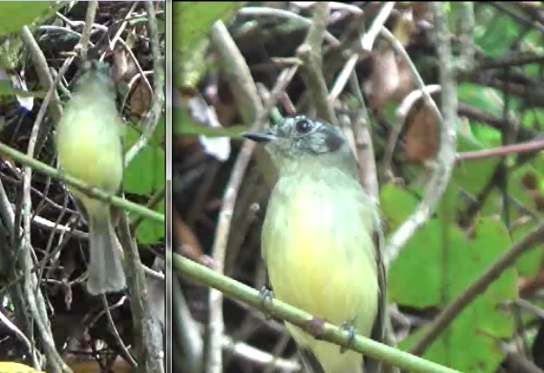 Foto Orejerito Caripunteado