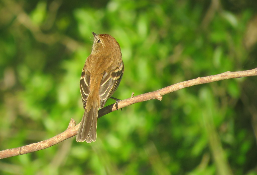 Foto Mosqueta Estriada