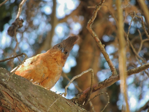 Foto Cacholote Castaño