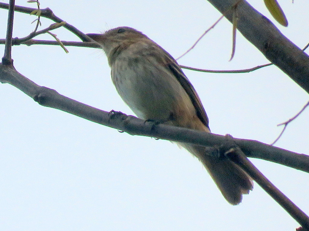 Photo Mosqueta Estriada