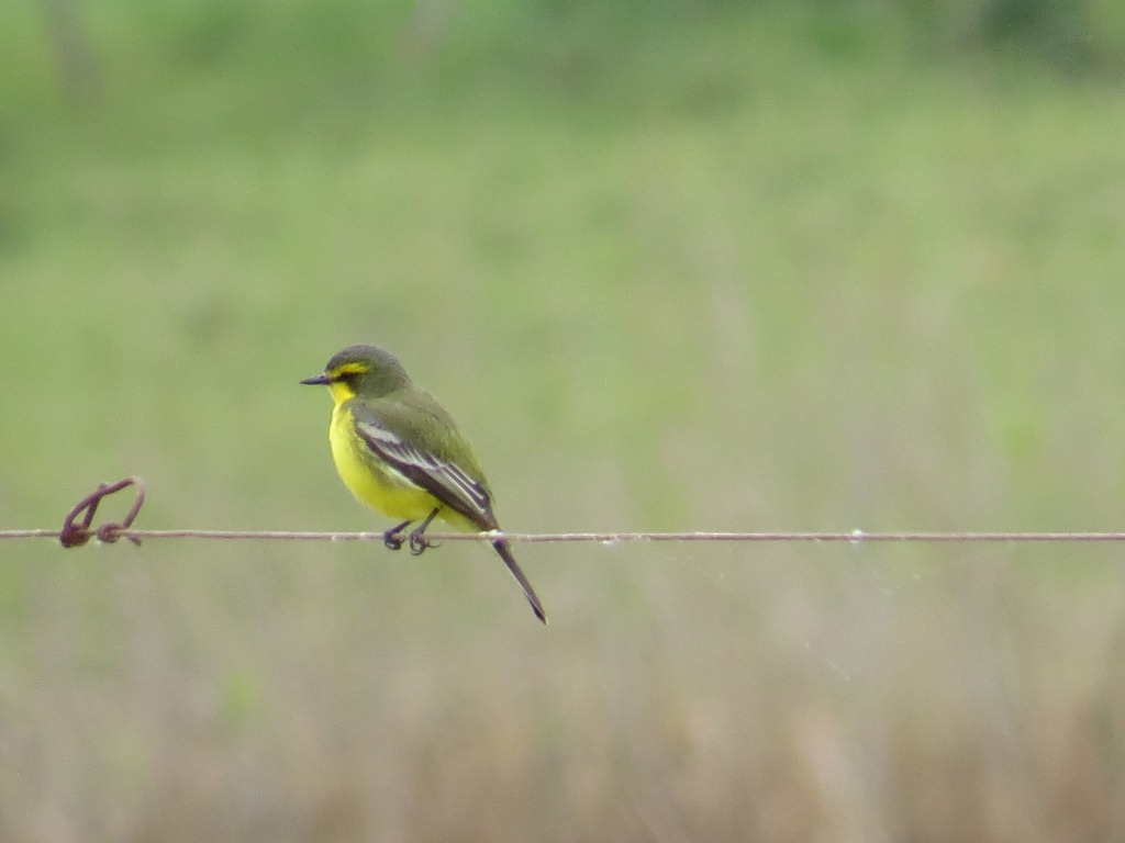 Foto Suirirí Amarillo