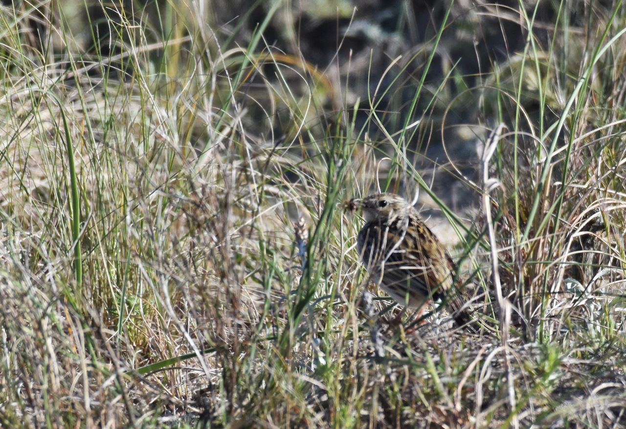Foto Cachirla Pálida