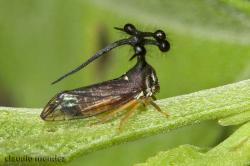  (Bocydium sp.)