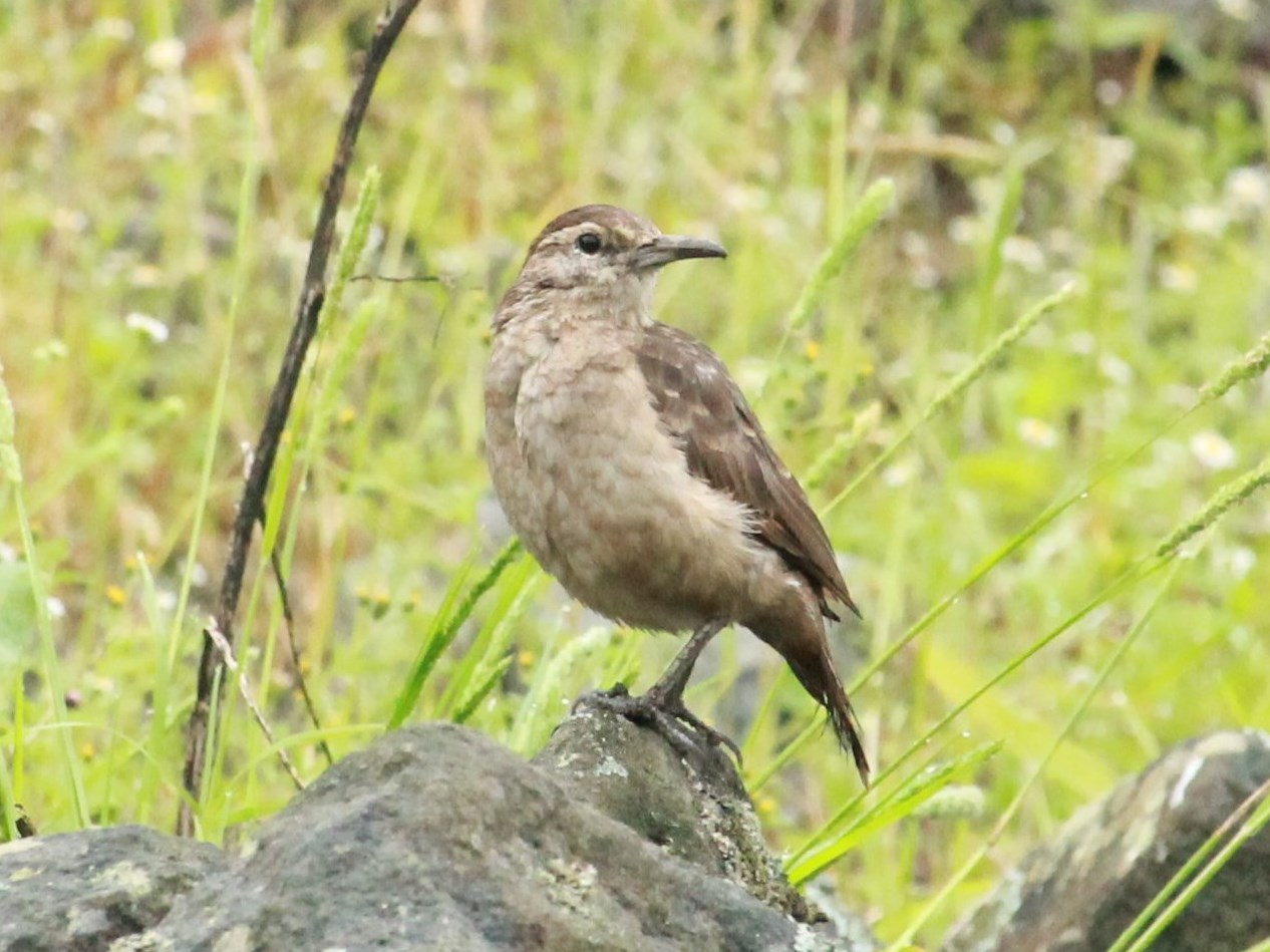 Foto Minero Picogrueso