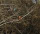 Alcedo atthis