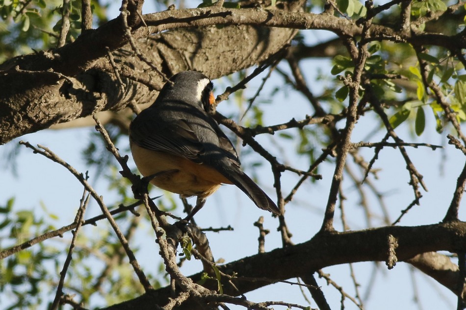 Foto Pepitero de Collar