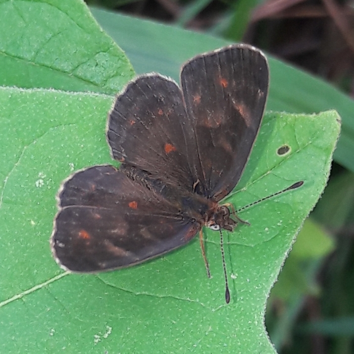 Photo Marroncita