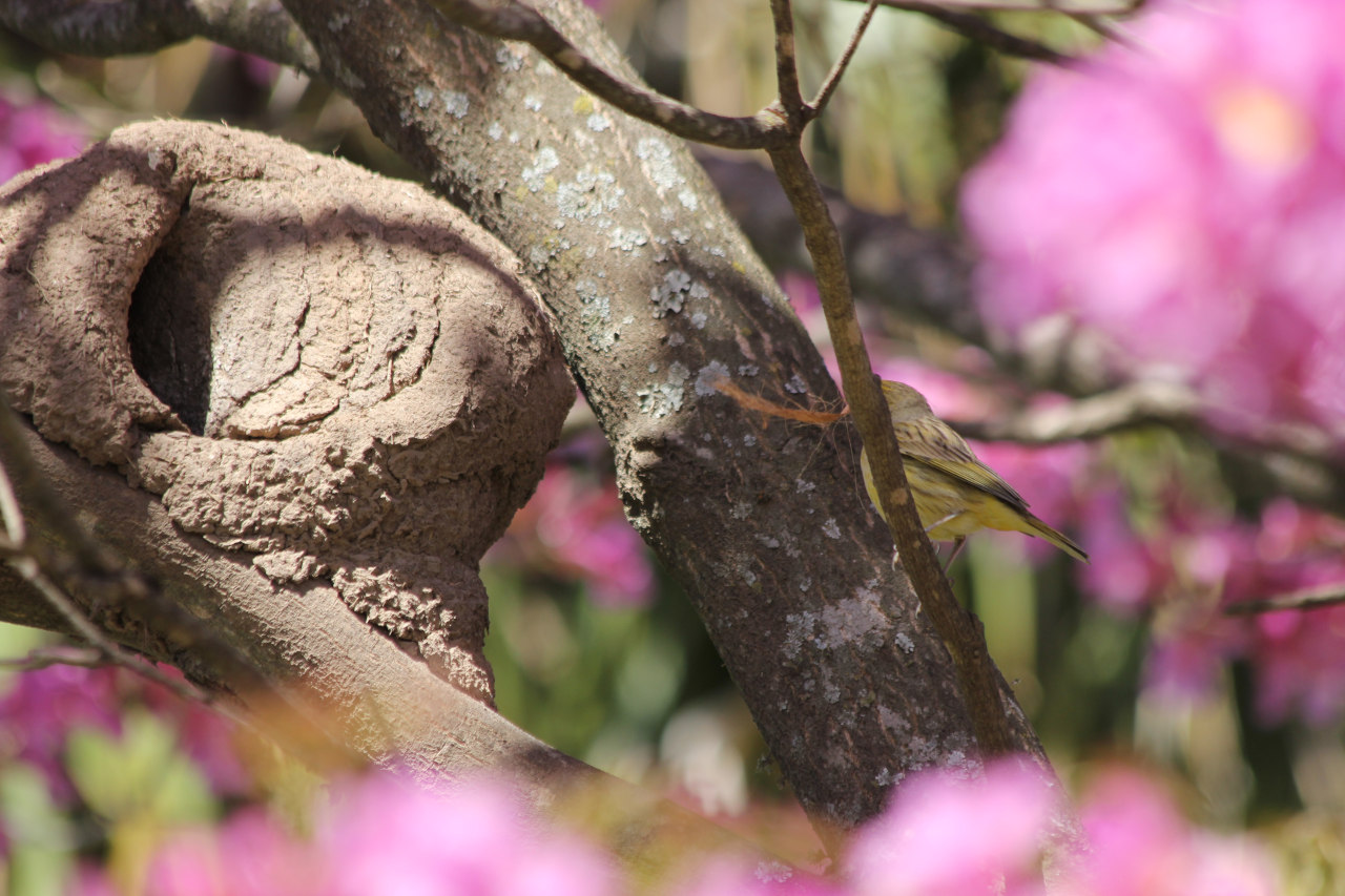 Foto Jilguero Dorado