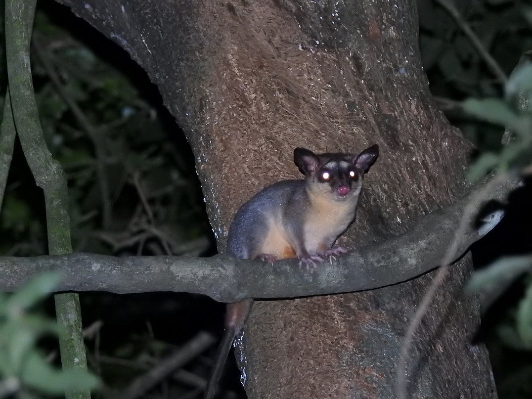 Foto Comadreja de Cuatro Ojos