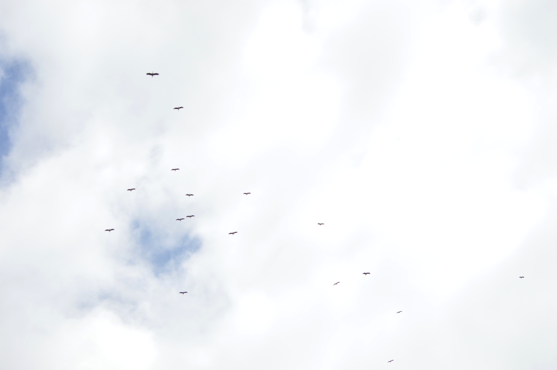 Foto Cigüeña Americana