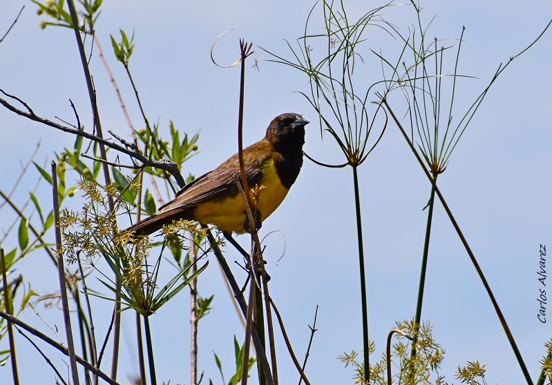 Foto Pecho Amarillo Grande