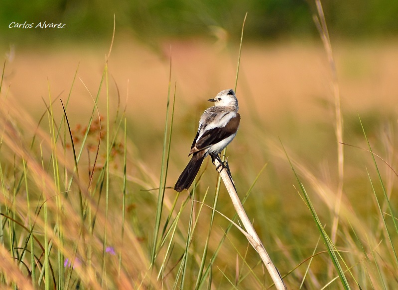 Foto Monjita Dominica