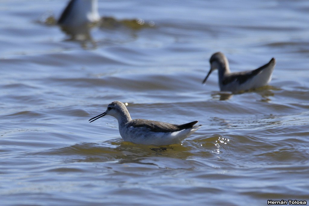 Foto Falaropo Común