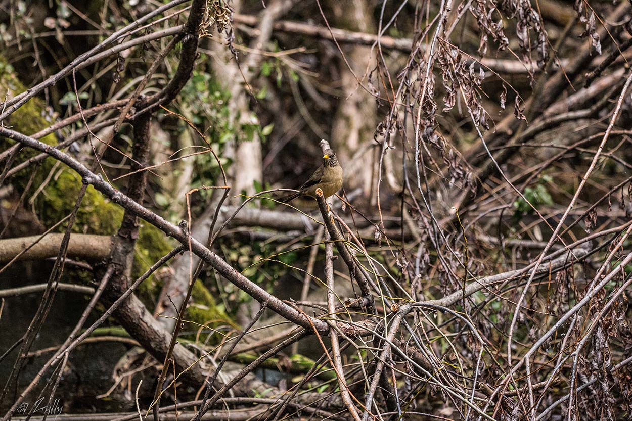Foto Zorzal Patagónico