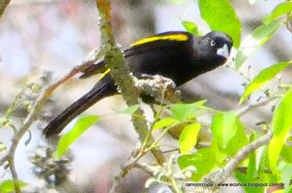 Foto Boyero Ala Amarilla