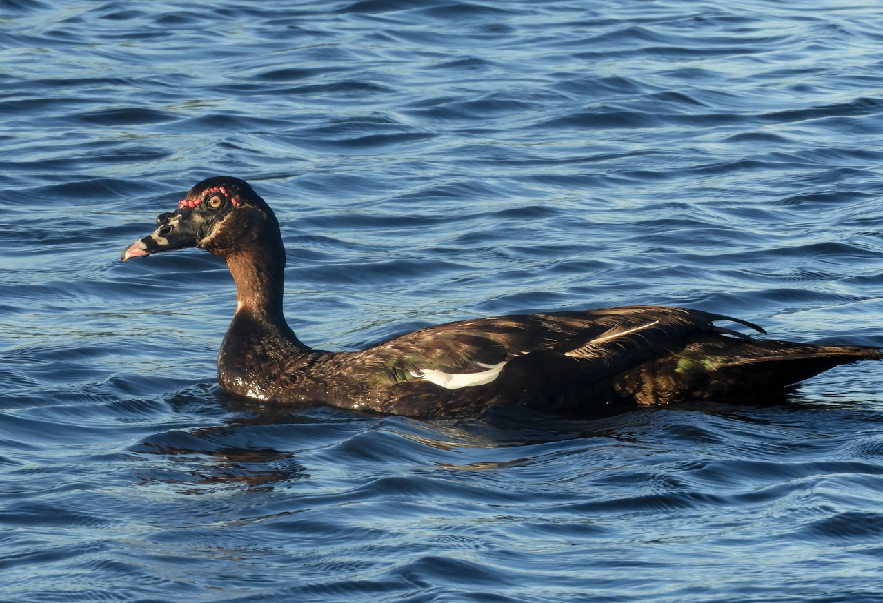 Photo Pato Real
