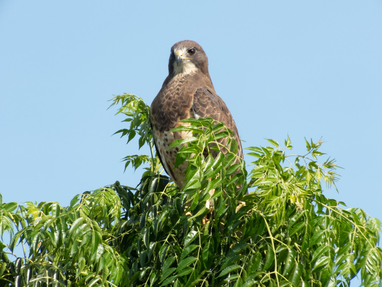 Photo Aguilucho Langostero