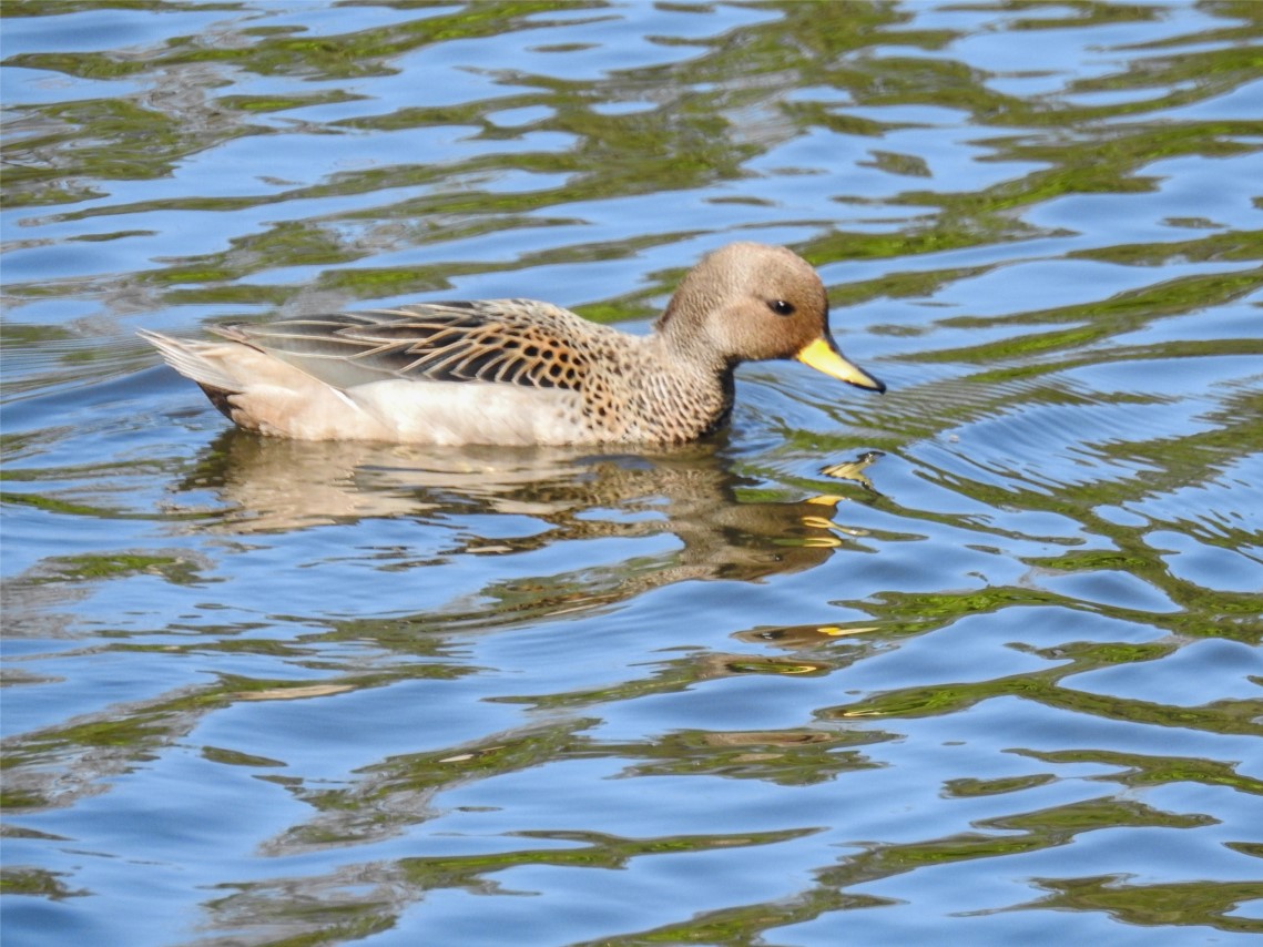 Photo Pato Barcino