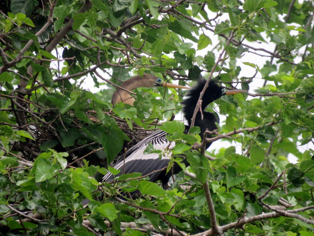 Foto Aninga