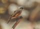 Ochthoeca oenanthoides