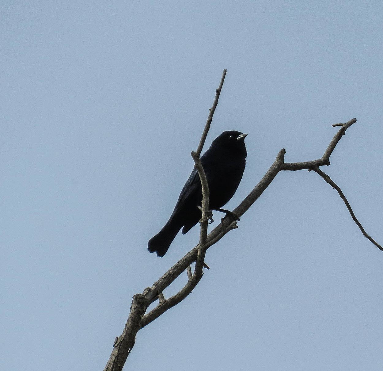 Foto Tordo Renegrido