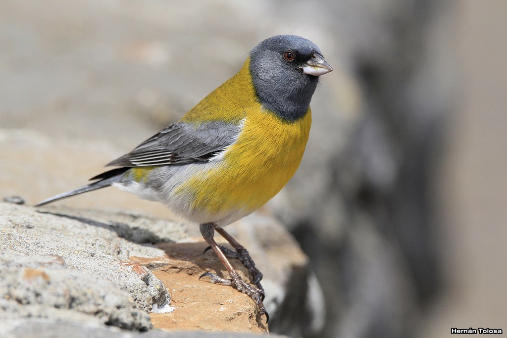 Foto Comesebo Andino