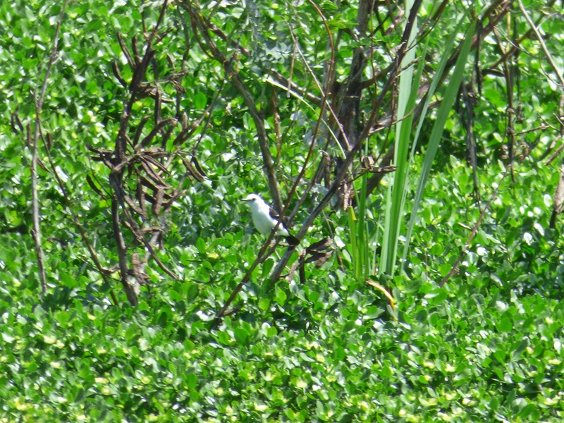 Photo Viudita Blanca