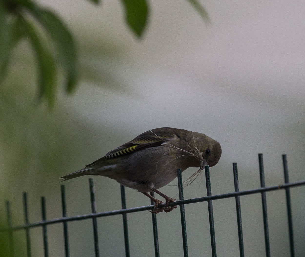 Foto Cabecitanegra Austral