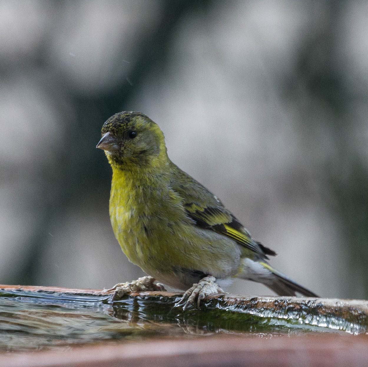 Foto Cabecitanegra Austral
