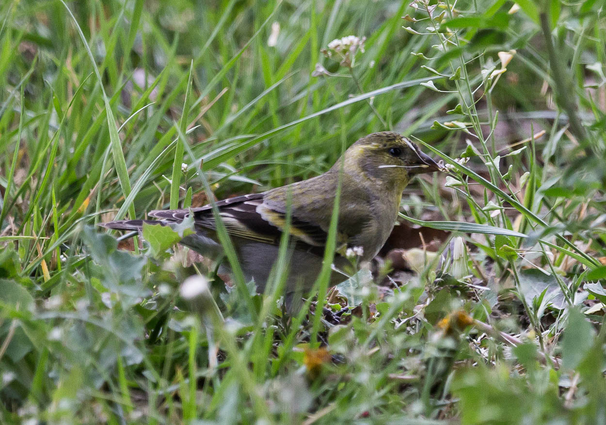 Foto Cabecitanegra Austral