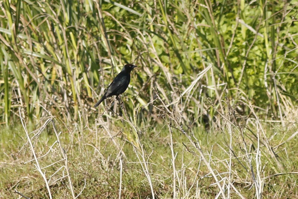 Foto Varillero Congo