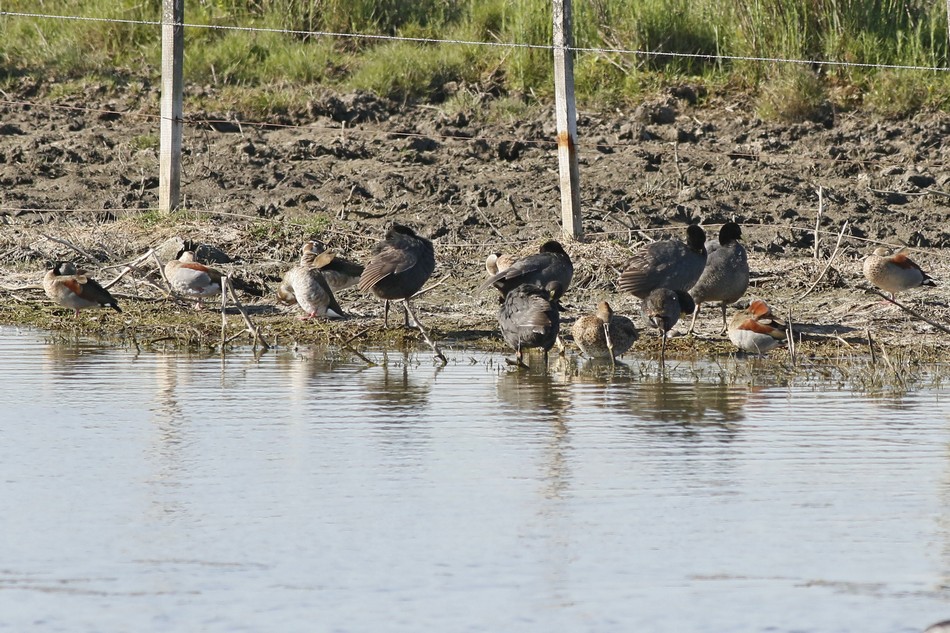 Foto Gallareta Ligas Rojas