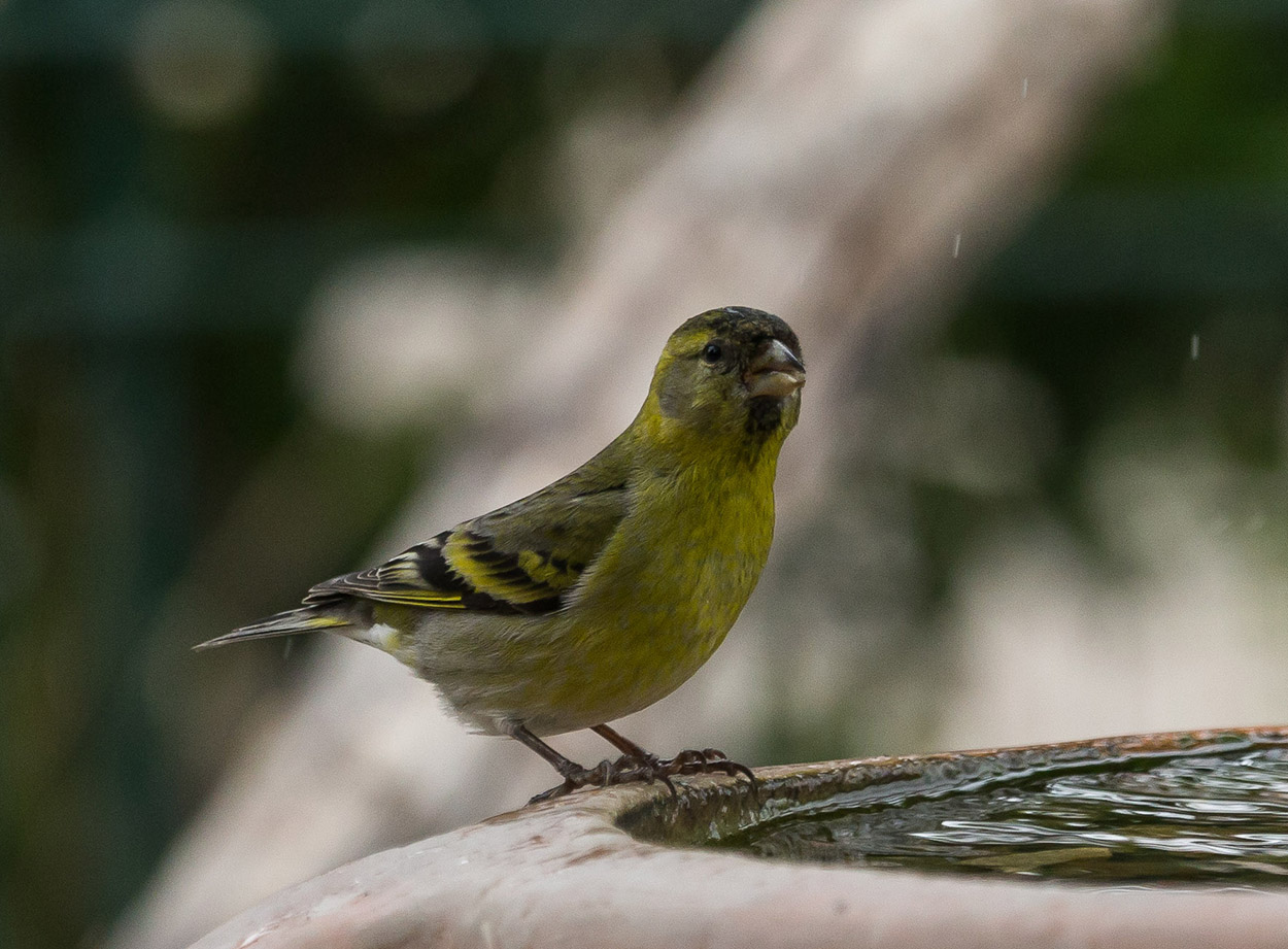 Foto Cabecitanegra Austral