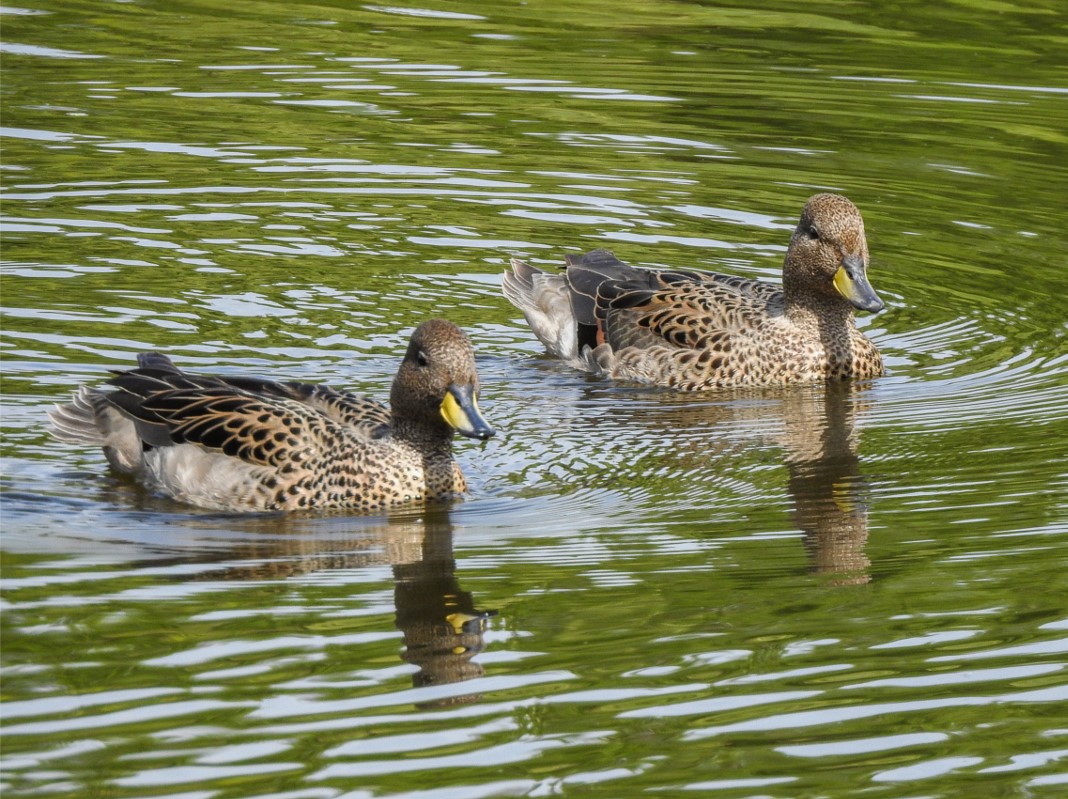 Photo Pato Barcino