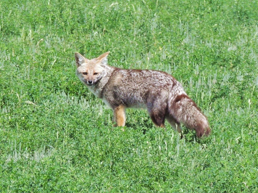 Foto Zorro Gris Pampeano