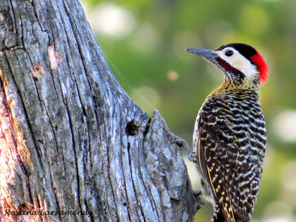 Foto Carpintero Real Común