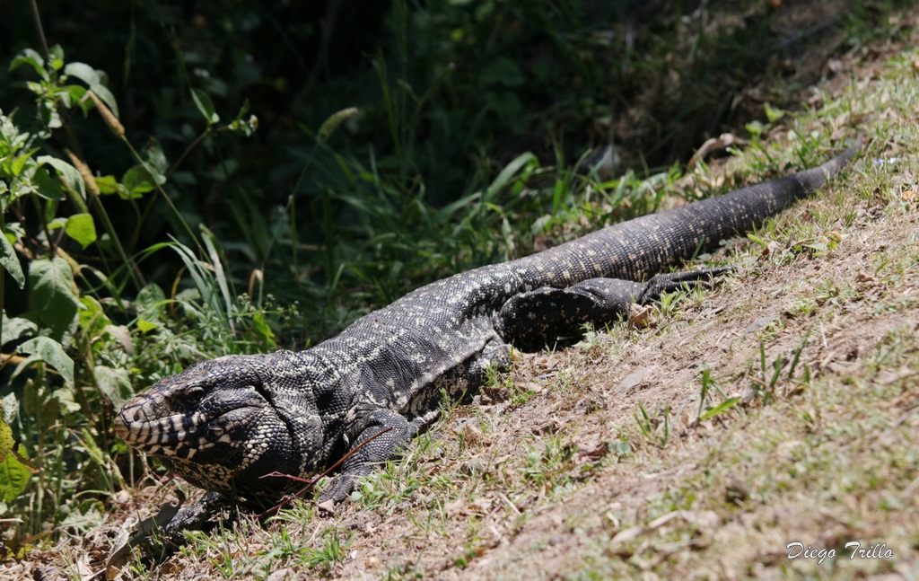 Foto Lagarto Overo