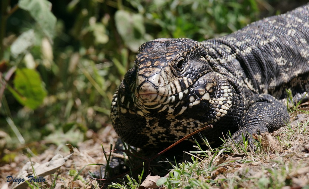Foto Lagarto Overo
