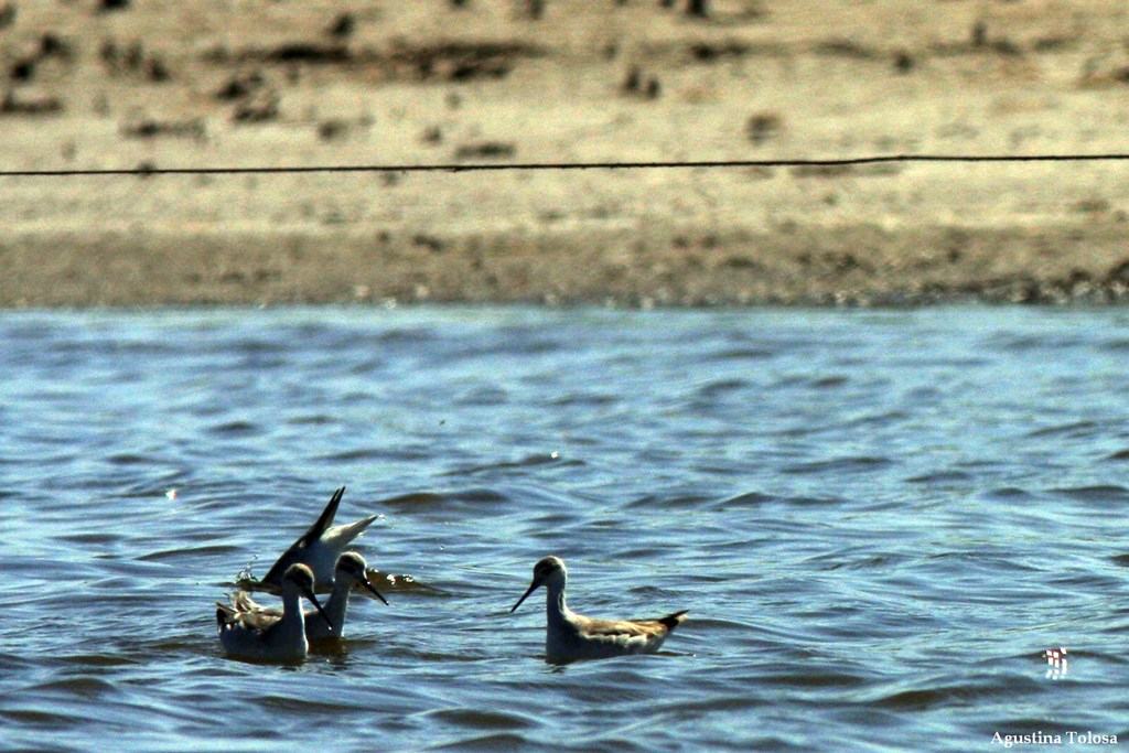 Foto Falaropo Común