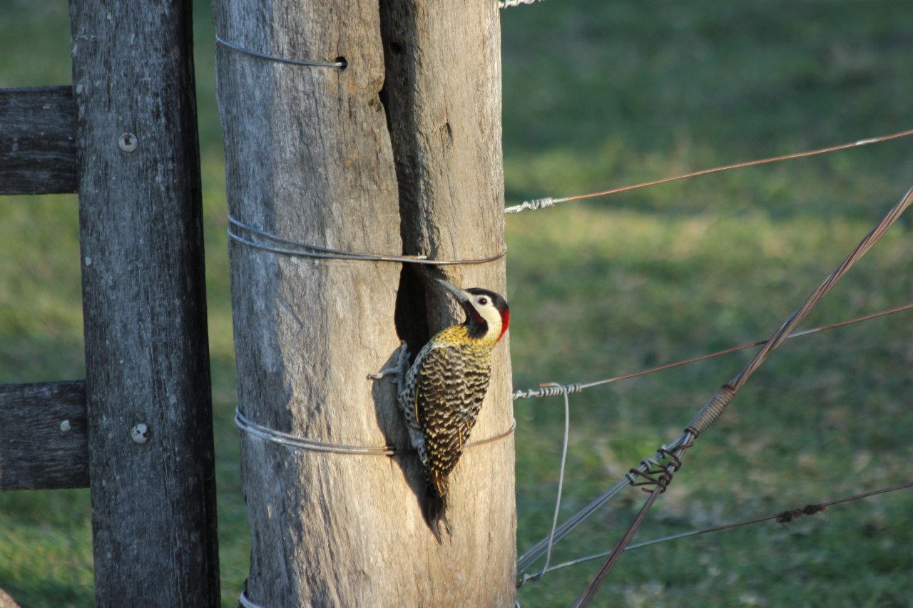 Foto Carpintero Real Común