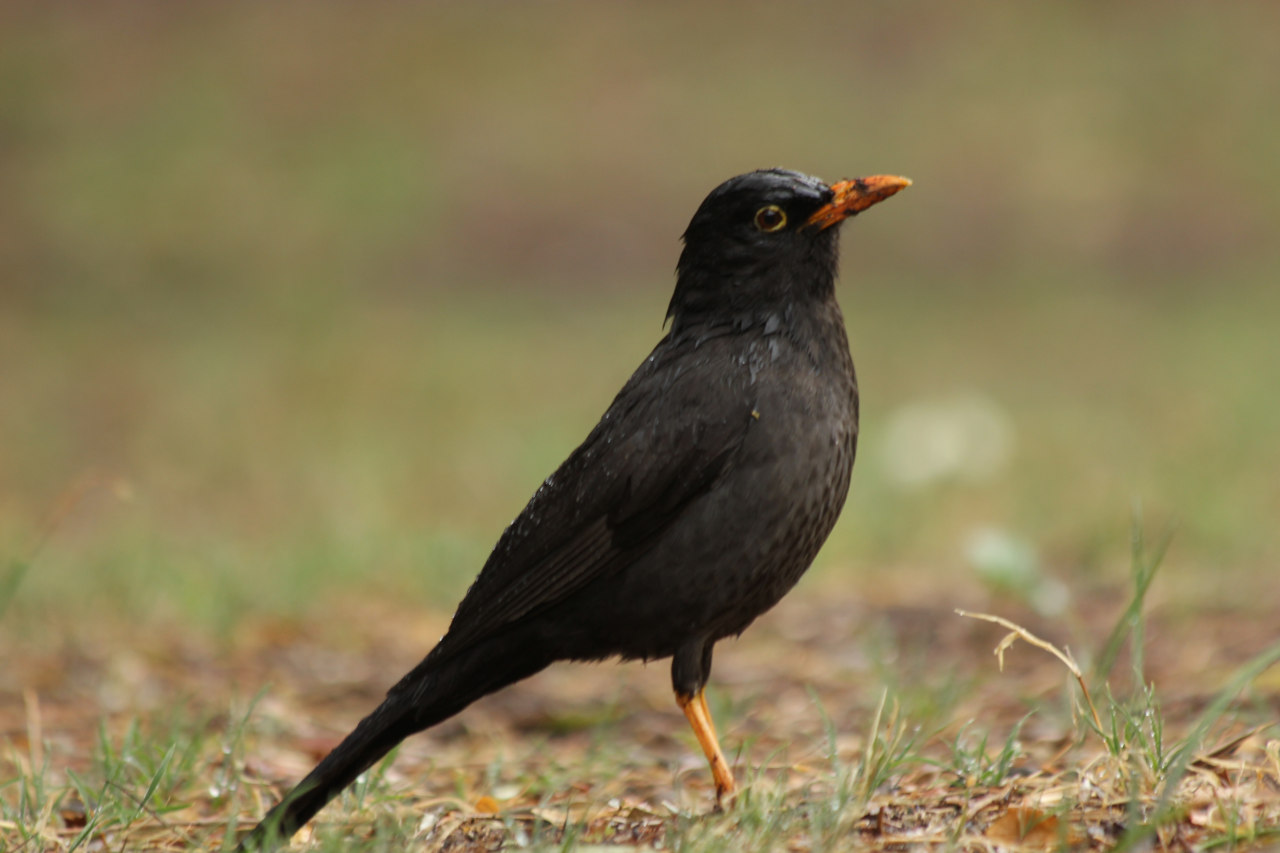 Foto Zorzal Chiguanco