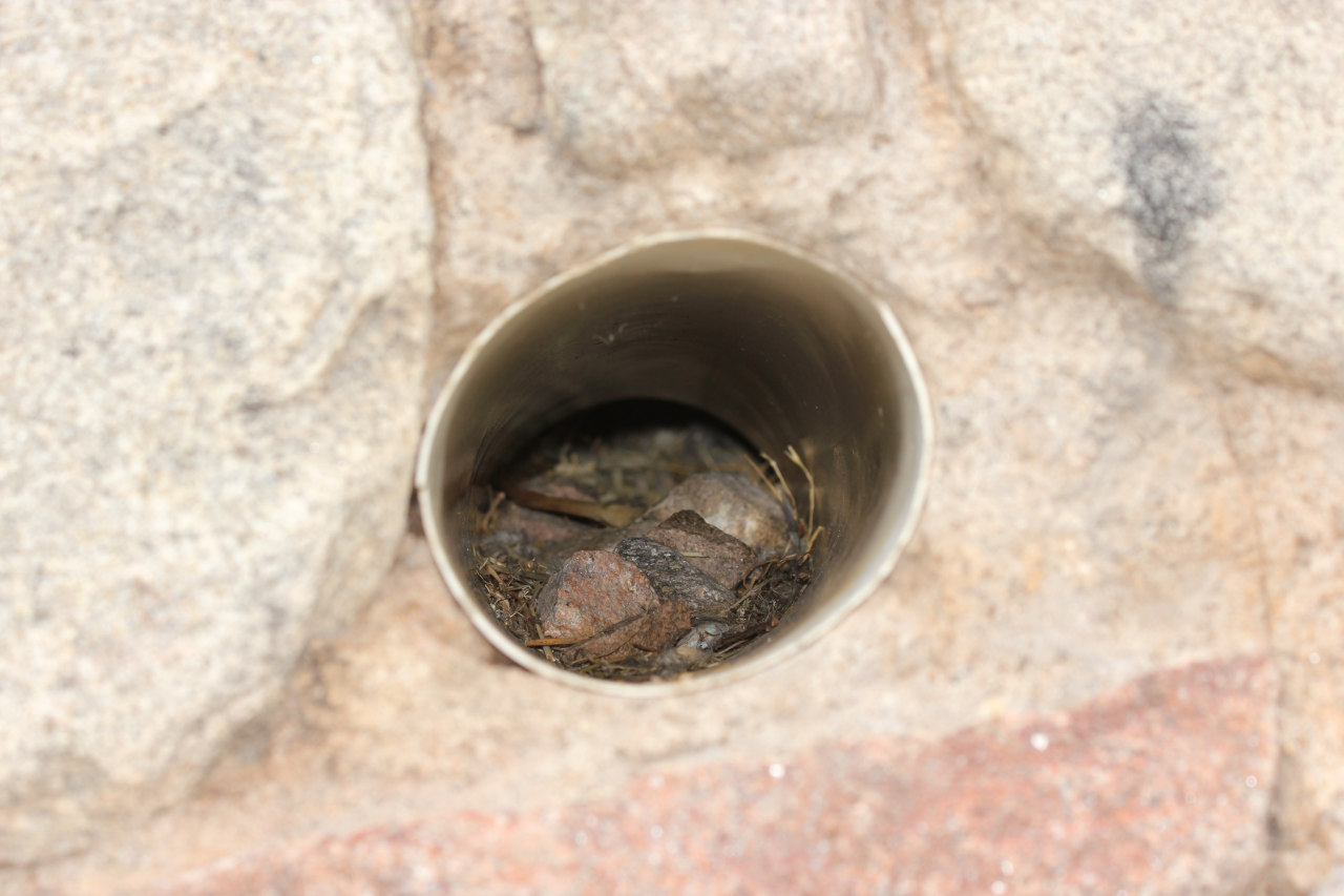 Photo Golondrina Negra