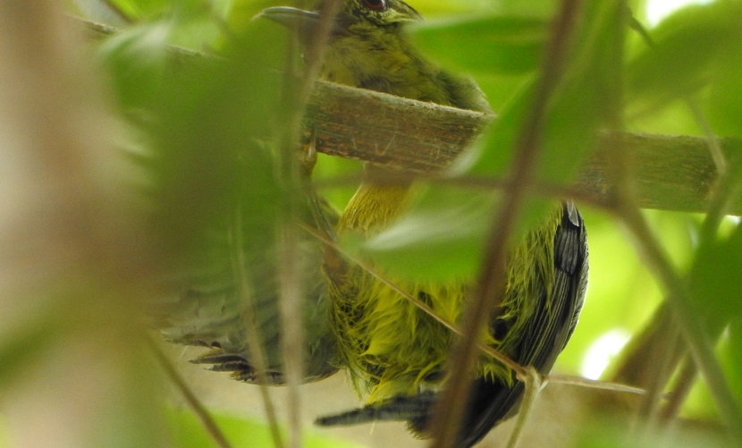 Foto Suimanga Gorjipardo