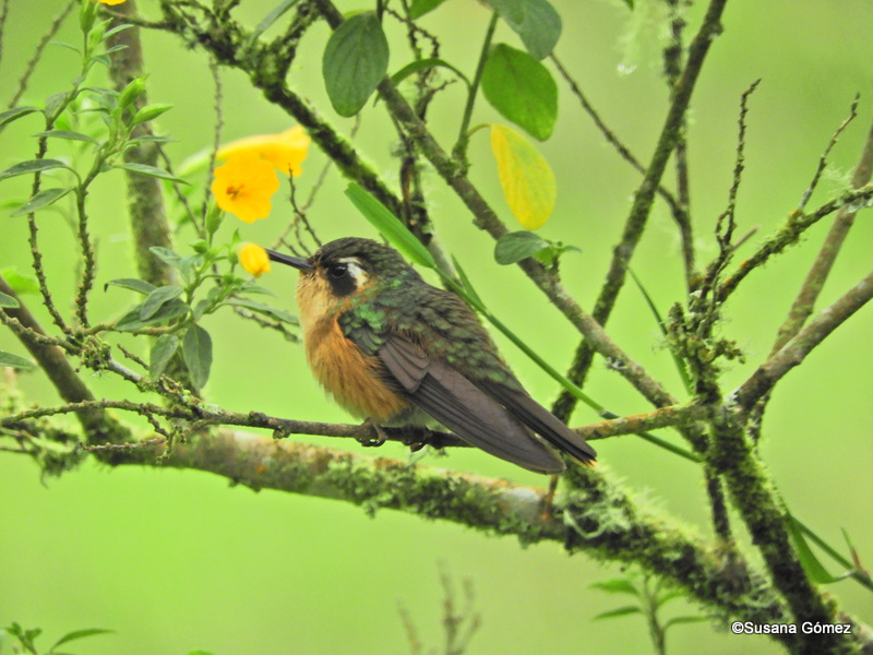 Foto Rumbito Pechiblanco