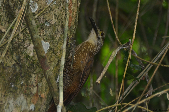 Foto Trepador Garganta Blanca