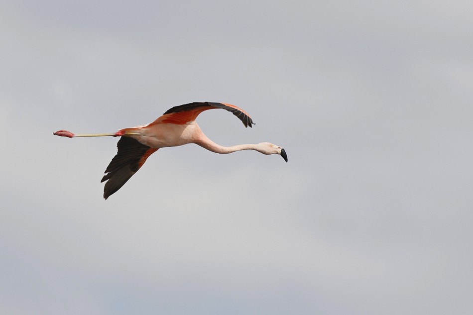 Photo Flamenco Austral