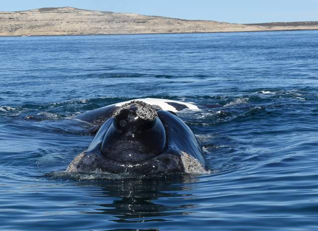 Photo Ballena Franca Austral